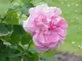 ‘Mary Rose’, Austin, 1982