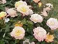 ‘Rosemary Harkness’, Harkness, 1985