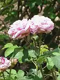 ‘Soeur Marthe’, Vibert, 1848