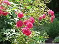 Rose 'Super Excelsa'