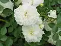 ‘White Bells’, Poulsen, 1983