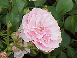 ‘Bonica ’82’, Meilland, 1982