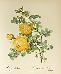 Abbildung Rosa sulfurea aus Les Roses