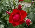‘Black Forest Rose’, Kordes, 2010