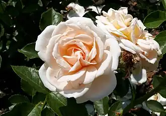 ‘Isarperle’, Noack, 2005