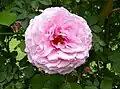 ‘James Galway’, Austin, 2000