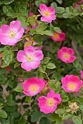 ‘Rosa canina’, Kiese, 1919
