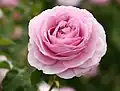 ‘Lilac Rose’, David Austin, 1990