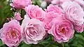 ‘Pink Triumph’, Hassefras, vor 1951