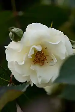 ‘Ryokkoh’, Seizo Suzuki, 1991