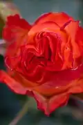 'Yachiyo-Nishiki'