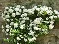 Blühende Kletterrosen im Wallgraben