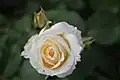 Chopin-Rose