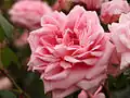 ‘Pink Princess’, Brownell Family, 1839
