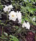 Rose 'Schneewittchen'