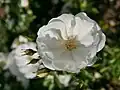 Schneeflocke (Rose), Noack, 1991