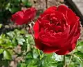 Out of Rosenheim (Rose), Kordes