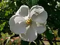 Hella (Rose), Kordes