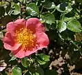 Topolina (Rose), Kordes