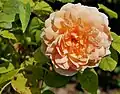 Grace (Rose), David Austin 2001