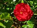 Heidefeuer (Rose), Noack, 1995