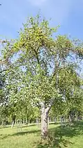 Alter Baum