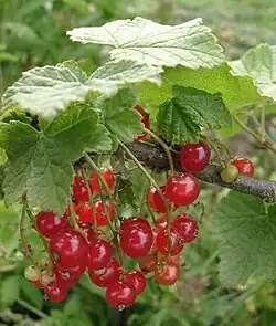 Rote Johannisbeere (Ribisel)