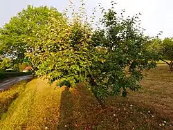 Ganzer Baum