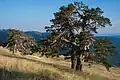 Die Rotföhre (Pinus sylvestris) ist der Charakterbaum der trockenen und kalten Gebiete Nordostanatoliens.- Südhang des Kücükhacet Dagi (Ilgaz Dağı), ca. 1950 m s. m.