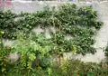 Birnenbaum „One Pound“ im Spalier mit Feigenbaum im Vordergrund