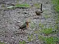 Rotkehlchen