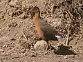 Rougetralle