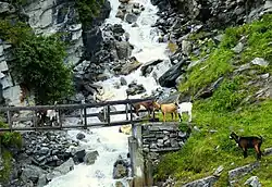Hausziegen auf und bei der Holzbrücke über den Jungbach des Wanderwegs von St.&nbsp;Niklaus Dorf auf die Alp Jungen (Jungerweg).