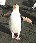 Haubenpinguin Eudyptes schlegeli