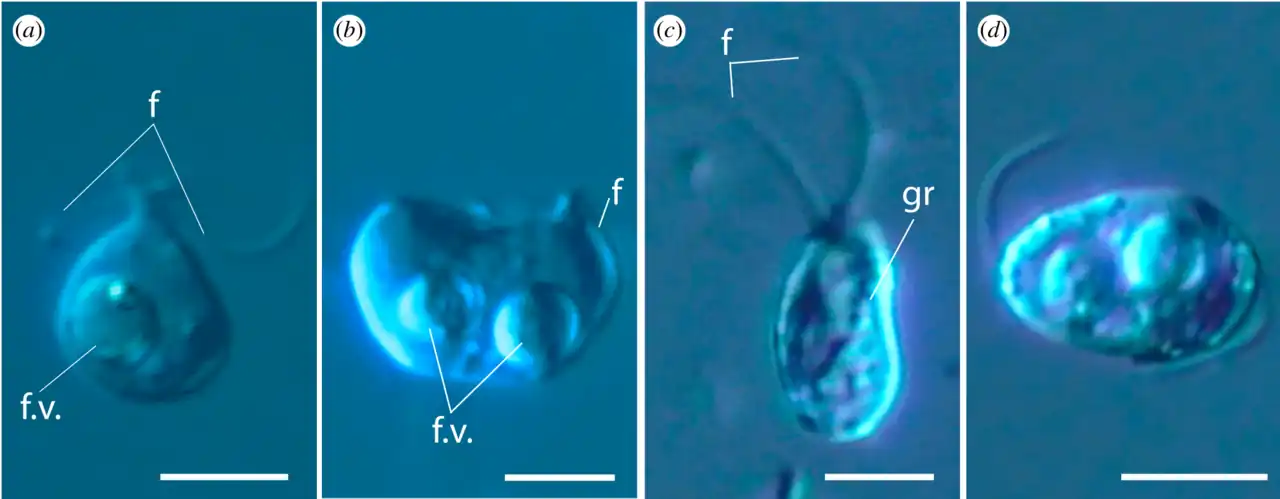 Differentialinterferenzkontrast-Aufnahmen: a,b: A. versatilis, b,c: A. idiomastiga; a,c: typische Zellen, b,d: Zellteilung. Balken je 5&nbsp;µm