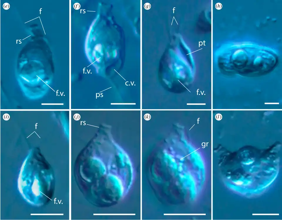 Differentialinterferenzkontrast-Aufnahmen: e,f: T.&nbsp;apanine, g,h: T.&nbsp;tenere, i–l: T.&nbsp;rivulare. Balken je 5&nbsp;µm[A. 2]