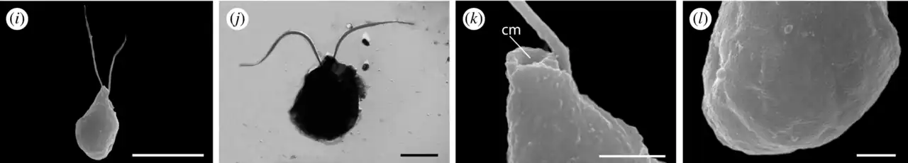 REM-Aufnahmen von T. papanine. Balken: i,j: 5 µm, k,l: 1 µm. Abk.: cm: Cytostom.