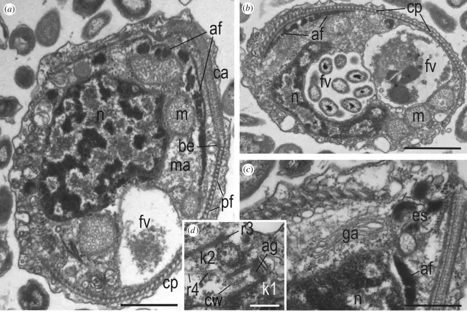 Ultrastrukturelle Organisation von A. versatilis (a–c) & (d) A. idiomastiga (d). Balken: (a,b) 1 µm; (c) 400 nm; (d) 200 nm.