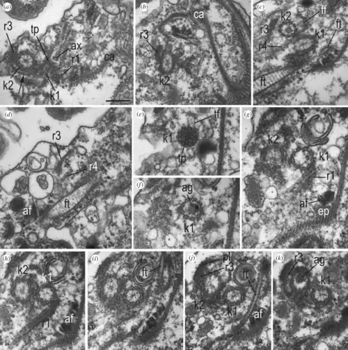 Kinetidstruktur von A. versatilis. Balken: 200 nm.