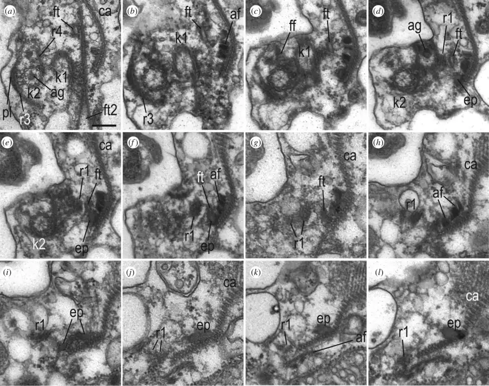 Kinetidstruktur und Ursprung des Gürtels von A. versatilis. Balken: 200 nm.