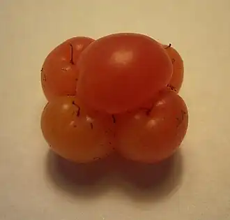 Kratzbeeren
