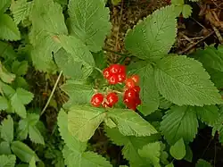 Steinbeere