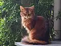 Dushara Cathal Caithlin