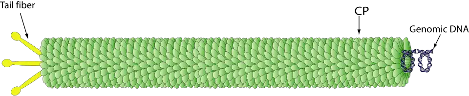 Schemazeichnung eines Virions der Rudiviridae