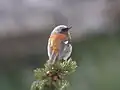 Sprosserrotschwanz (Phoenicurus erythronotus)