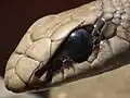 Die Rötliche Schnabelnasen-Natter (Rhamphiophis oxyrhynchus) hat einen ungeteilten Stirnschild.