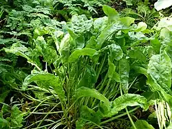 Sauerampfer Kultivar (Rumex acetosa)