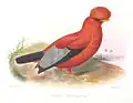Andenfelsenhahn aus Philip Lutley Sclater: Exotic Ornithology, 1869