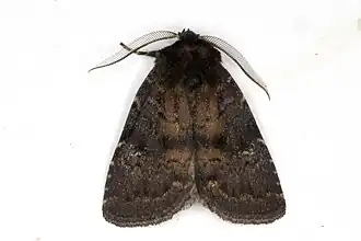 schwarzbraune Farbvariante (Männchen)
