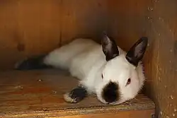 Russenkaninchen